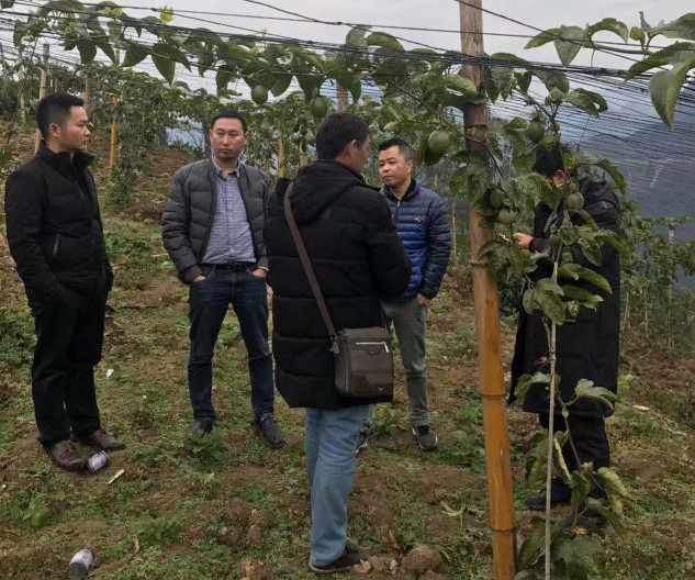 深入田间地头调研百香果的种植情况